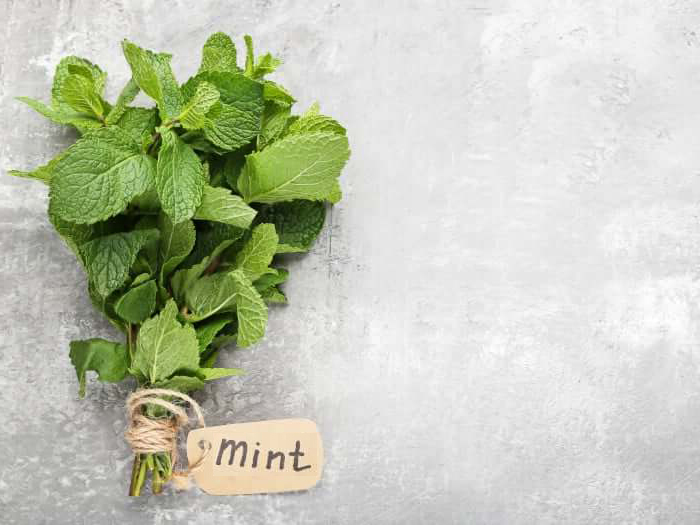 Mint leaf extract picture 