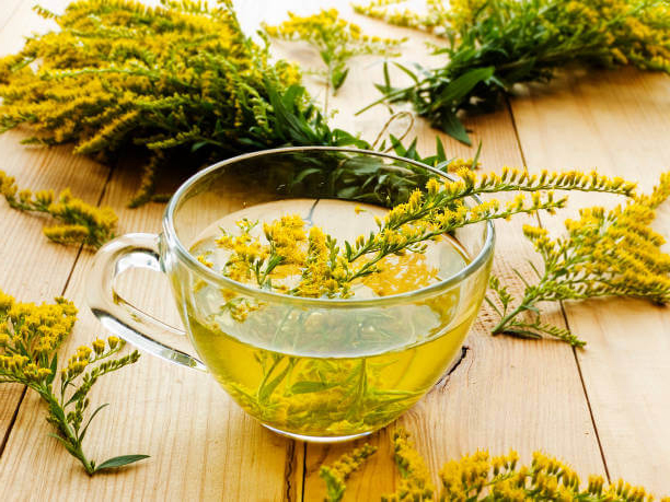 Solidago extract picture 