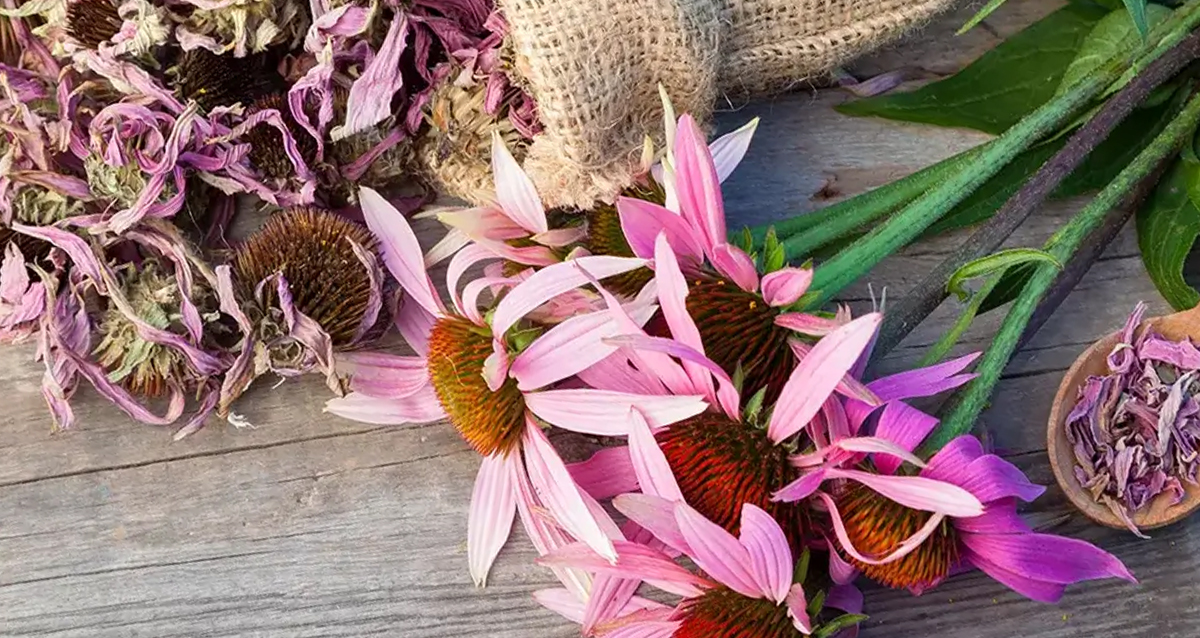 Echinacea picture 