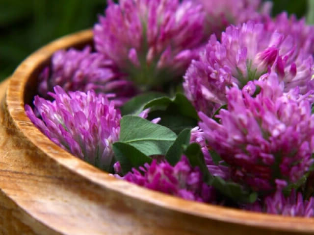 Red clover picture 