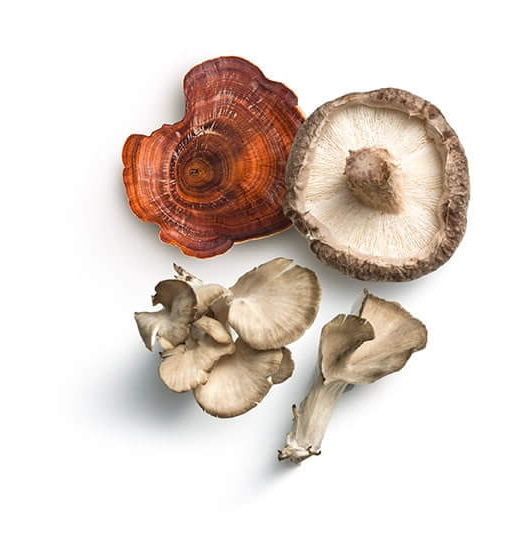 Reishi mushroom picture 