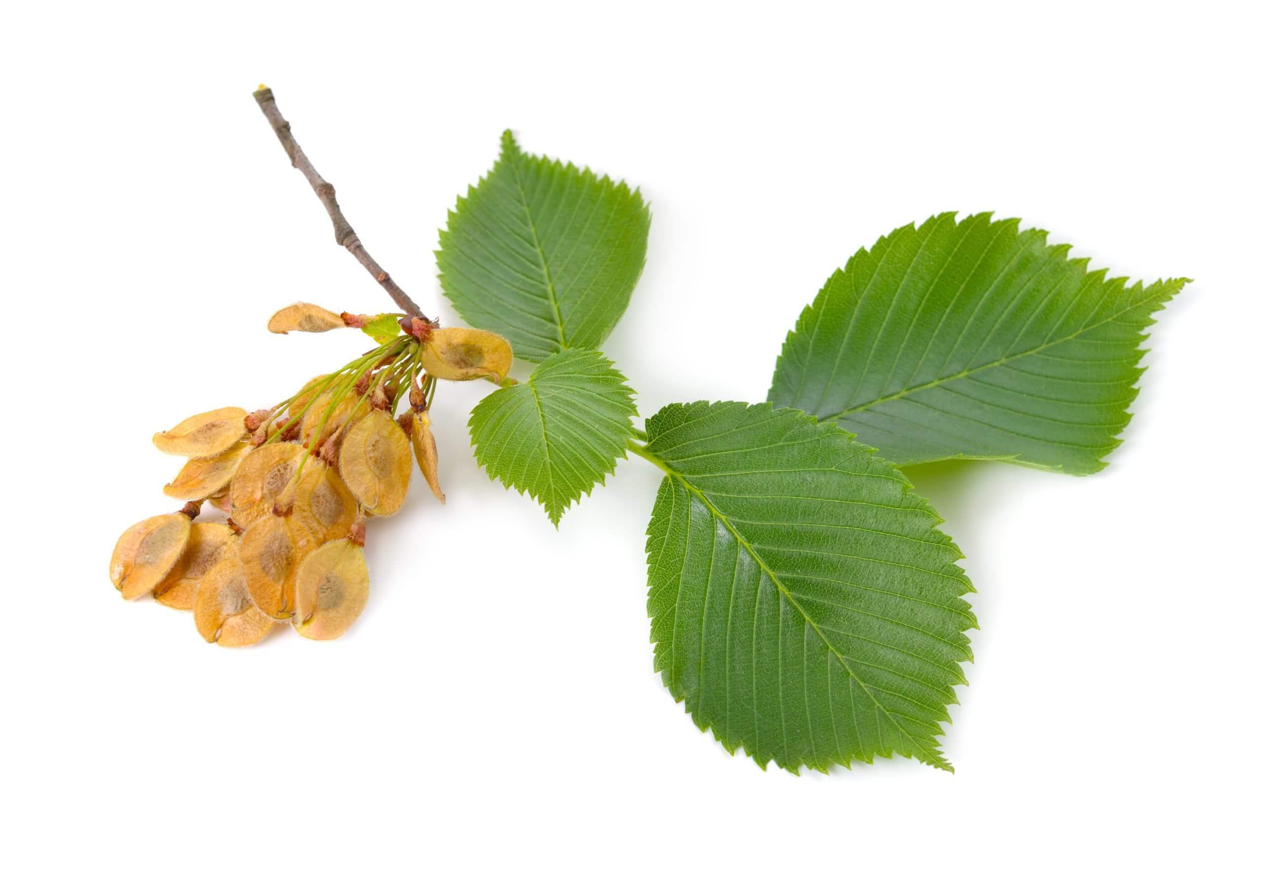Slippery Elm picture 