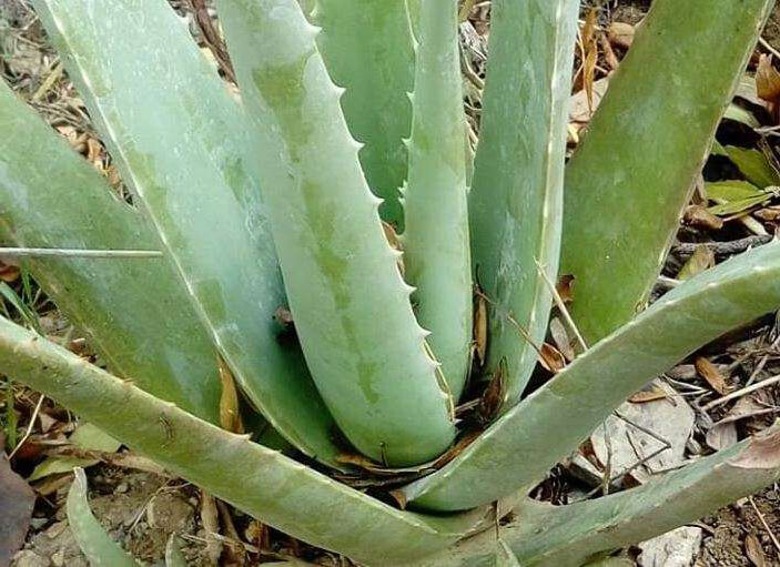 Aloe vera picture
