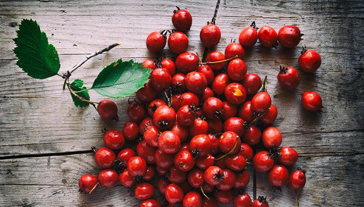 Hawthorn berry picture