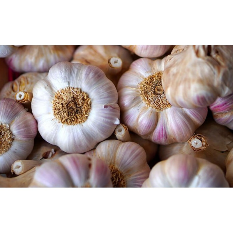 garlic picture