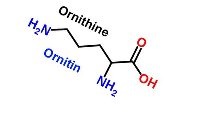 ornithine picture