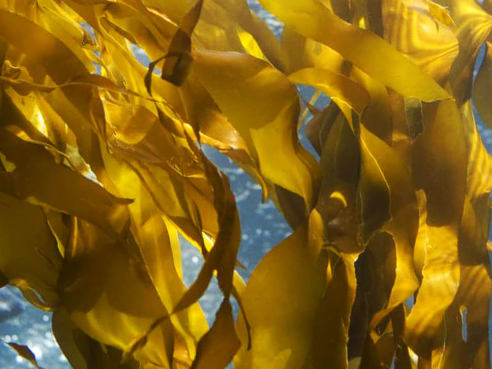 Kelp pruunvetikas pilt